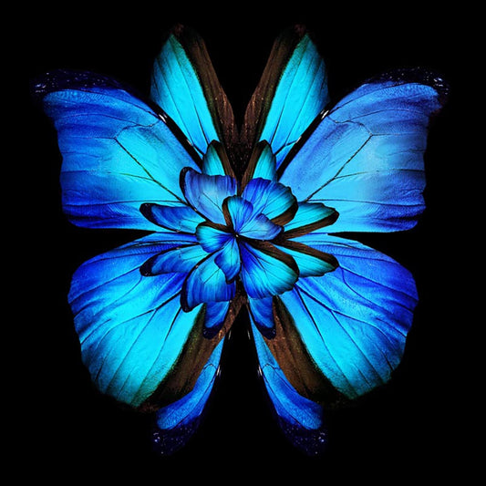 Ladole Rugs Blue Butterfly and Flower Canvas Wall Art Framed Nature Photography Canvas Print - 40x40 cm Modern Themed Gallery Picture Artwork for Walls for Kitchen Bedroom Decor